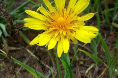 Tragopogon sp. - Morgenster sp.
