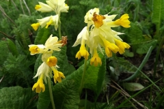 Primula veris ssp. macrocalyx