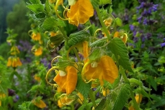 Rhynchocorys orientalis