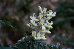 Pseudosophora alopecuroides