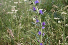Echium vulgare - Slangenkruid