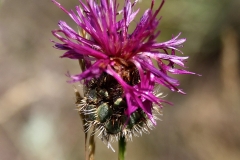 Centaurea scabiosa - Grote Centaurie