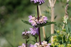 Phlomis tuberosa - Brandkruid