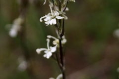 Silene lasiantha