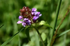 Prunella vulgaris - Gewone brunel