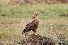 Arendbuizerd