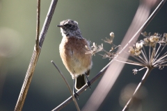 Aziatische Roodborsttapuit