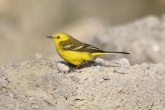 Kaspische Kwikstaart