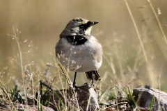 Kaukasische Strandleeuwerik