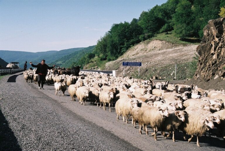 Herder met een schaapskudde op een bergweg in Georgië