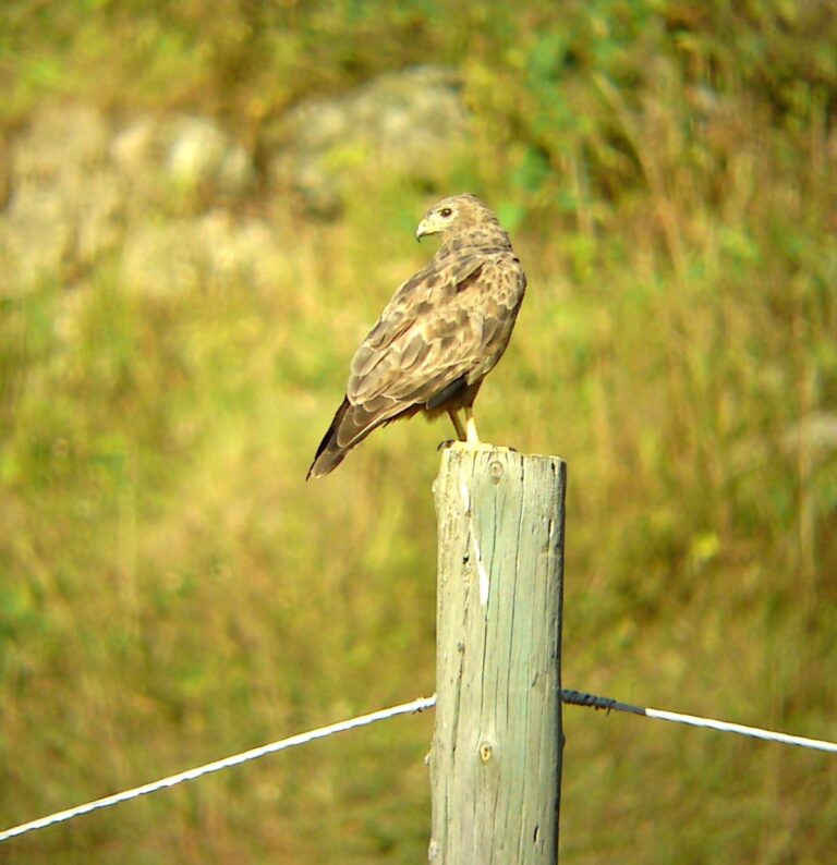 Steppebuizerd op een paal