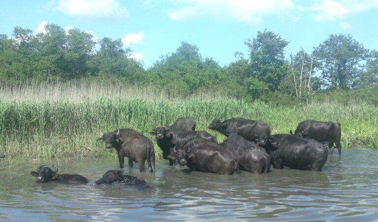 Waterbuffels in een moeras bij de Zwarte Zee, Georgië