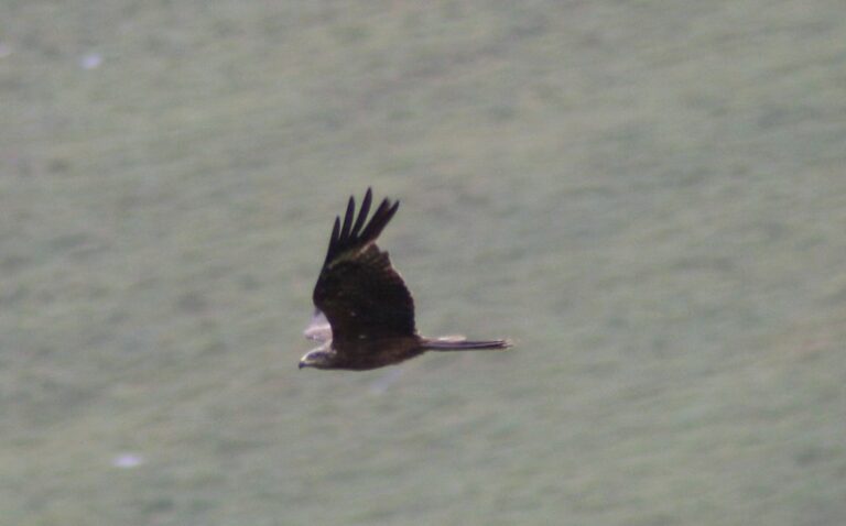 Zwarte wouw in de vlucht boven de kust